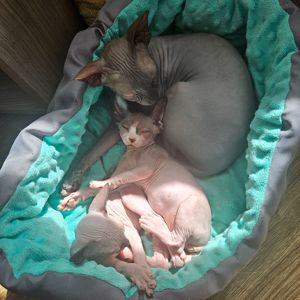 Кошенята канадського сфінкса