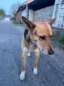 Молодий гарний песик