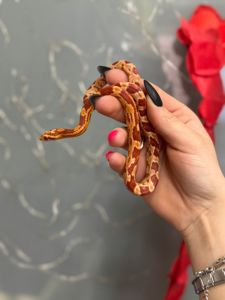 Полоз Маисовый или Маис, Маисы - молодняк разного пола
