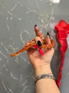 Полоз Маисовый или Маис, Маисы - молодняк разного пола