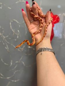 Полоз Маисовый или Маис, Маисы - молодняк разного пола