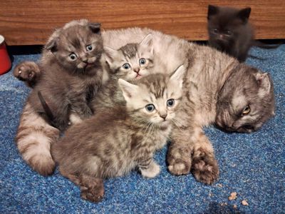 Котята шотландські висловах та прямовухі
