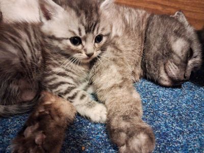 Котята шотландські висловах та прямовухі