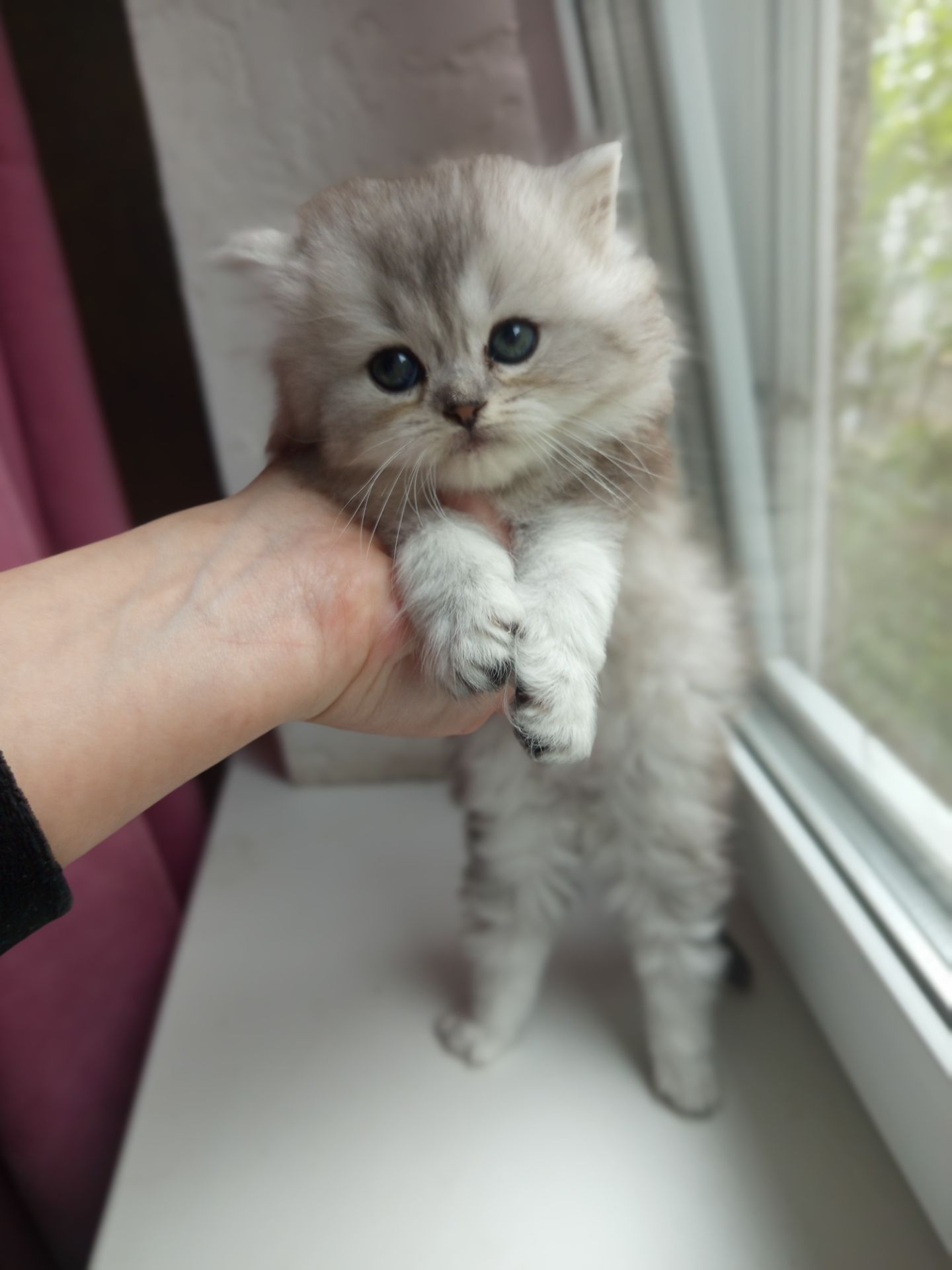 Серебристая шиншилла хайленд Страйт котенок девочка