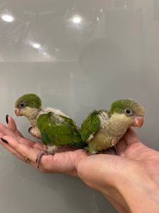 Калита монах попугай ручные птенцы для разговора