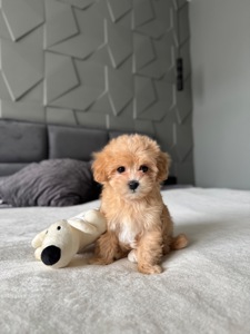 Малышка Maltipoo F1 mini baby face