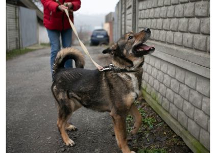 Шукаємо дім для неймовірно позитивного хвостика Арчі