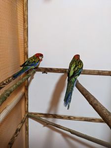 Резелла звичайна