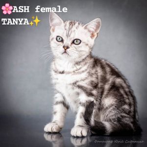 Американська короткошерстна дівчинка