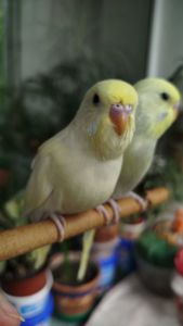 Напівчехи, малюки