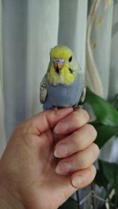 Напівчехи, малюки