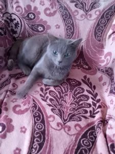 Котик в добрі руки