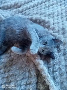 Котик в добрі руки