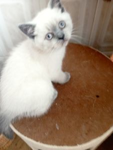 Елітні розкішні котятки