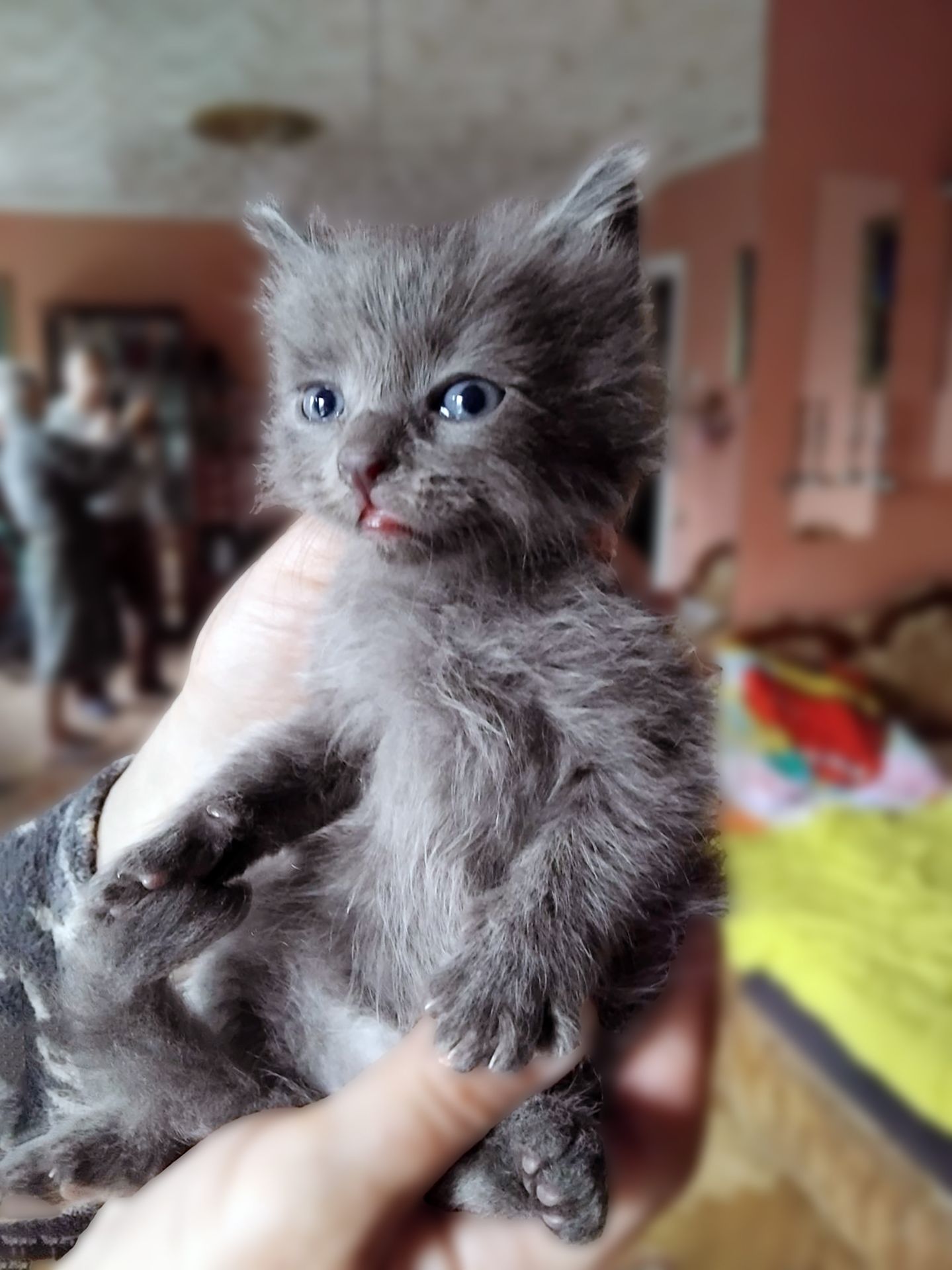 Кошеня Тео