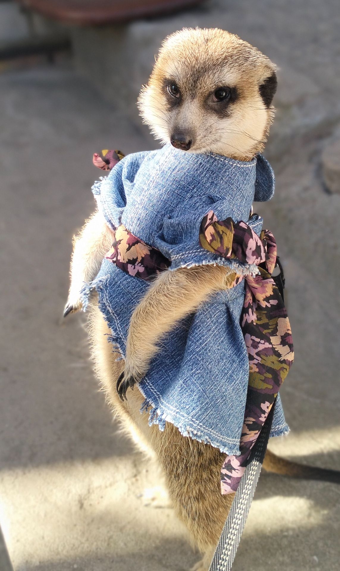 Розплідник Kalahari, ручні сурикати хатні