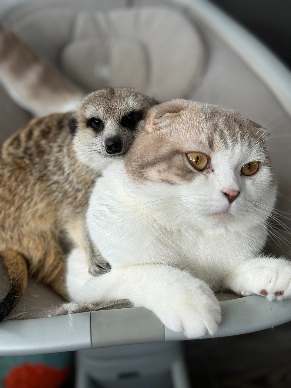 Розплідник Kalahari, ручні сурикати хатні