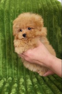 Щенки мини мальтипу