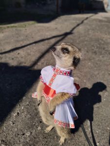 Розплідник Kalahari, ручні сурикати хатні