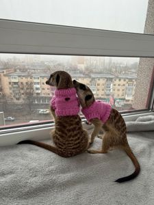 Розплідник Kalahari, ручні сурикати хатні