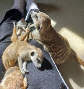 Розплідник Kalahari, ручні сурикати хатні