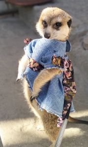 Розплідник Kalahari, ручні сурикати хатні