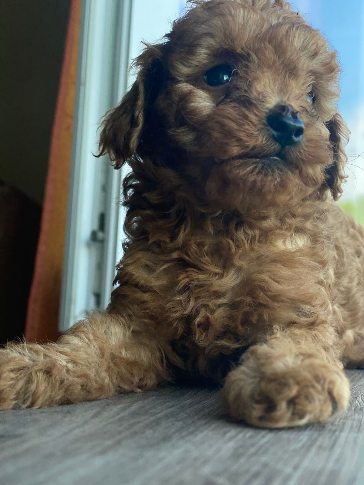 Пуделі. Дівчатка породи poodle toy