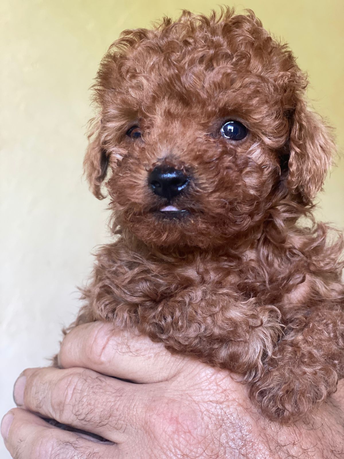 Пуделі. Дівчатка породи poodle toy