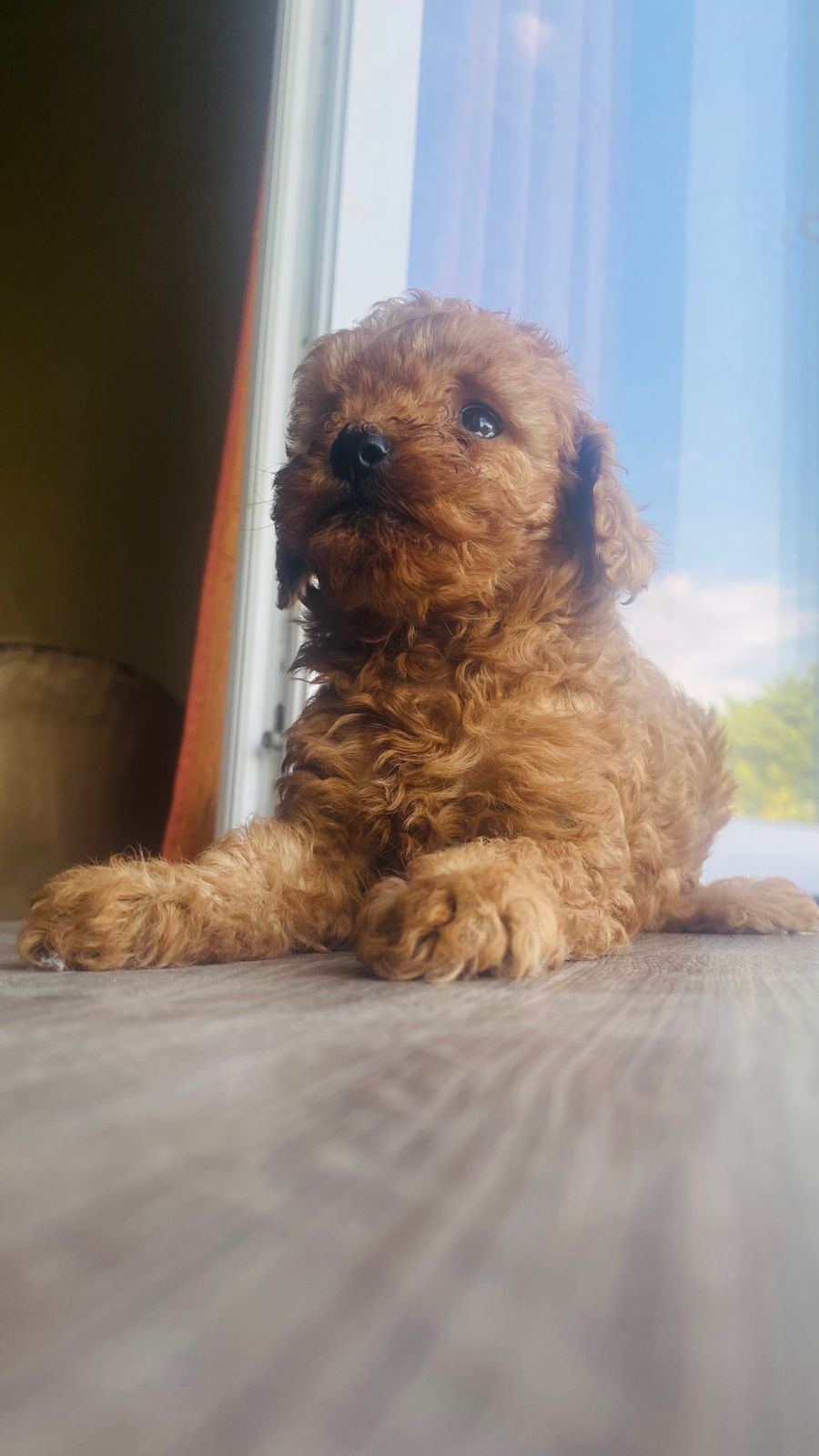 Пуделі. Дівчатка породи poodle toy