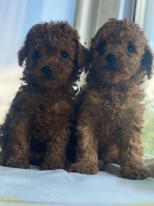Пуделі. Дівчатка породи poodle toy