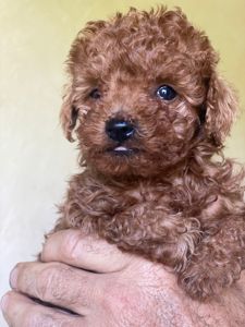 Пуделі. Дівчатка породи poodle toy