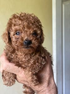 Пуделі. Дівчатка породи poodle toy