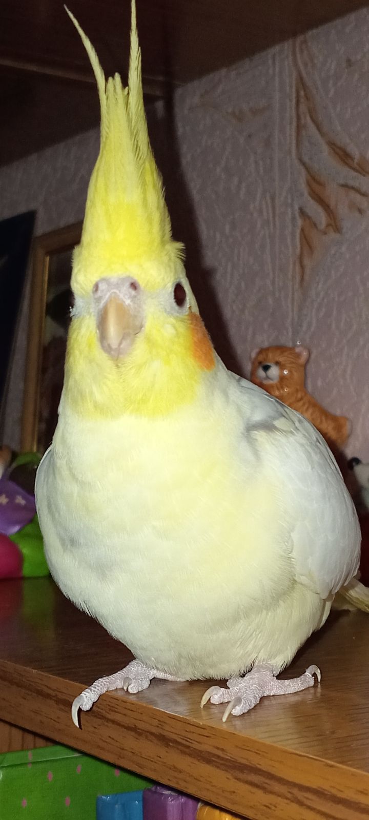 Корелла