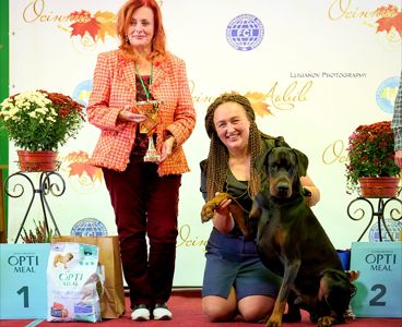 Щенки добермана, подаються здоровые щенки добермана от родителей Чемпионов проверенных по здоровью