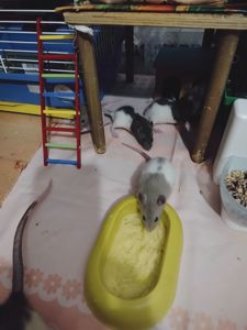 Пацючки Дамбо і стандарт