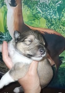 Шотландская овчарка