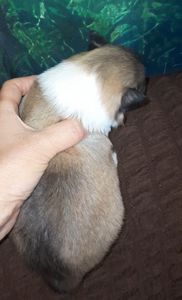 Шотландская овчарка