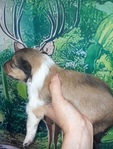 Шотландская овчарка
