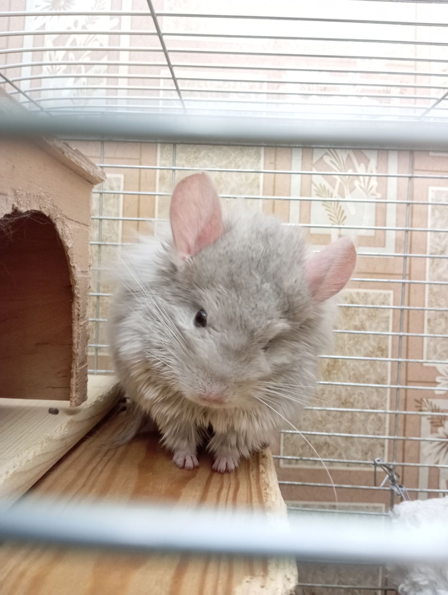Шиншилла хлопчик продам або обміняю на дівчинку