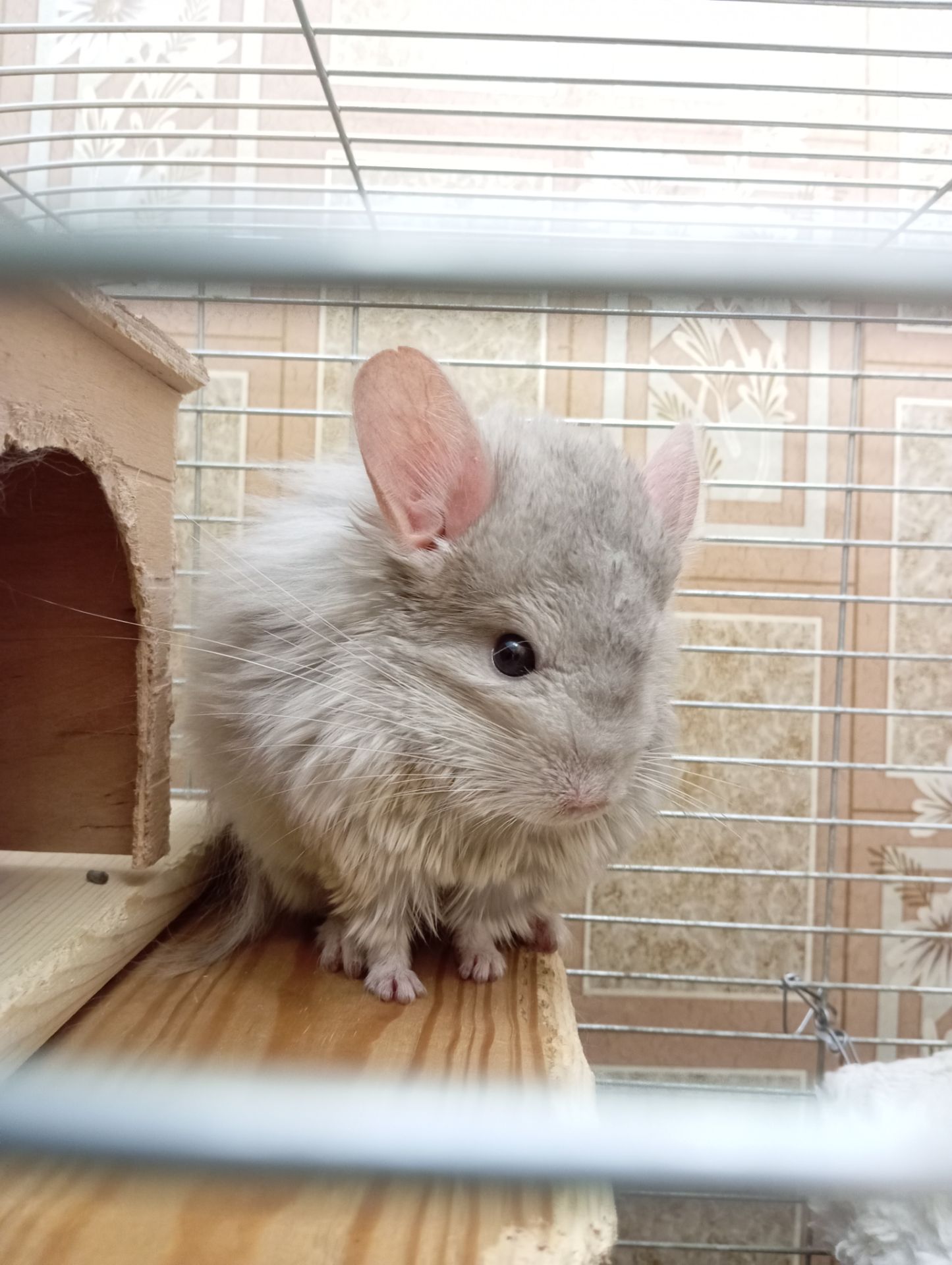 Шиншилла хлопчик продам або обміняю на дівчинку