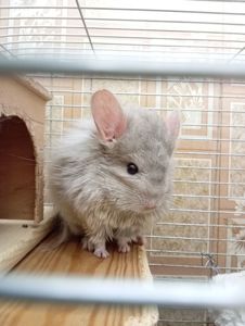 Шиншилла хлопчик продам або обміняю на дівчинку