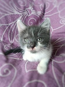 Кошеня Бель, грайлива кішечка