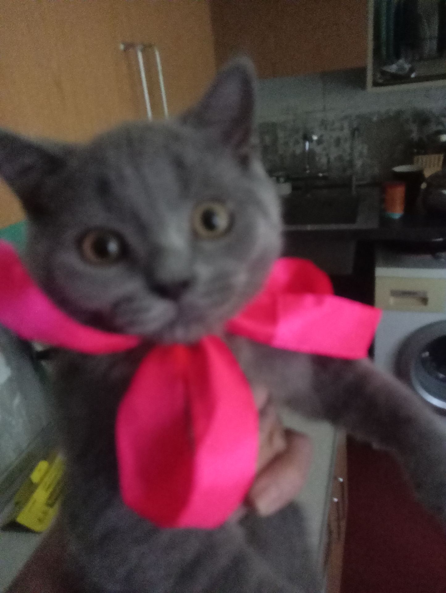 Британские котята