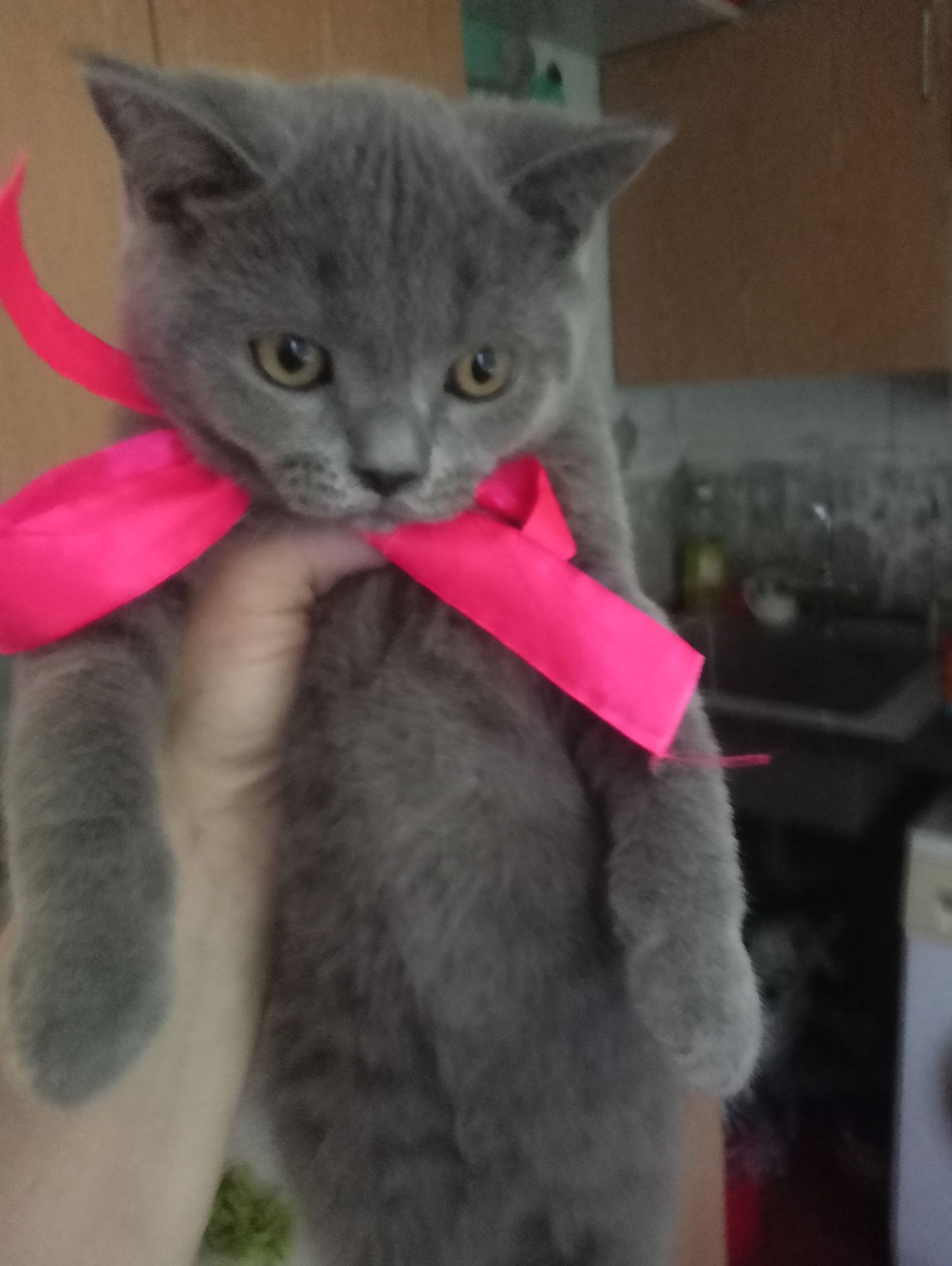 Британские котята