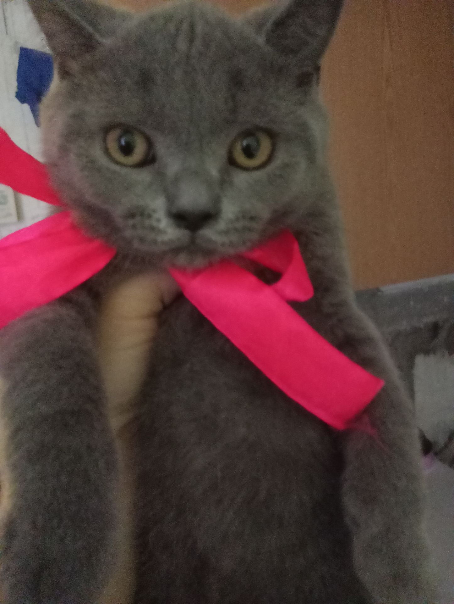 Британские котята