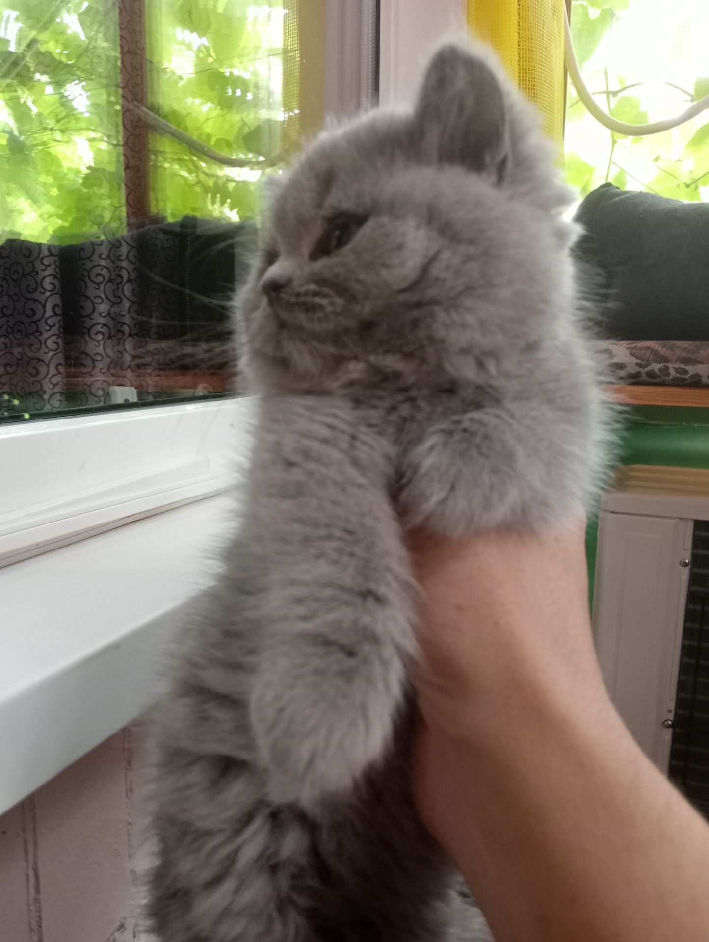Британские котята