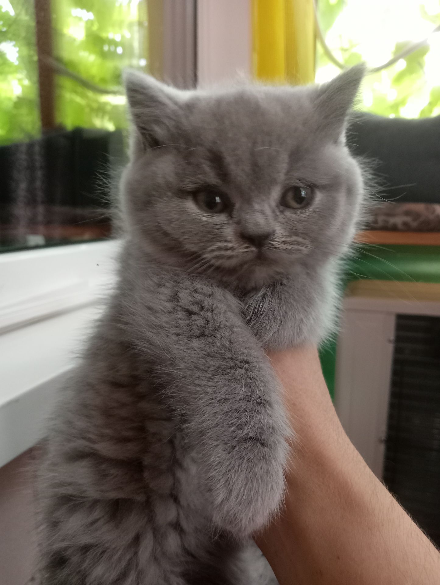 Британские котята