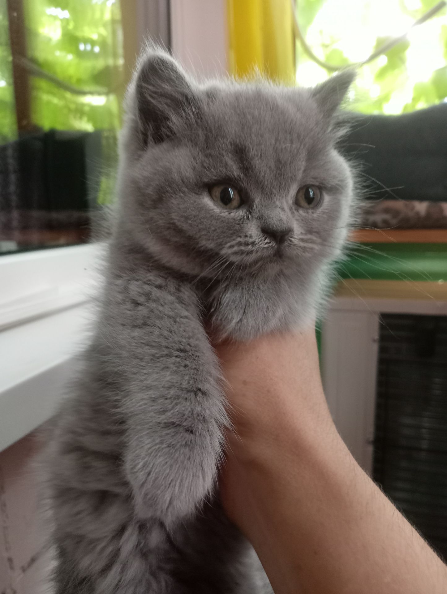 Британские котята