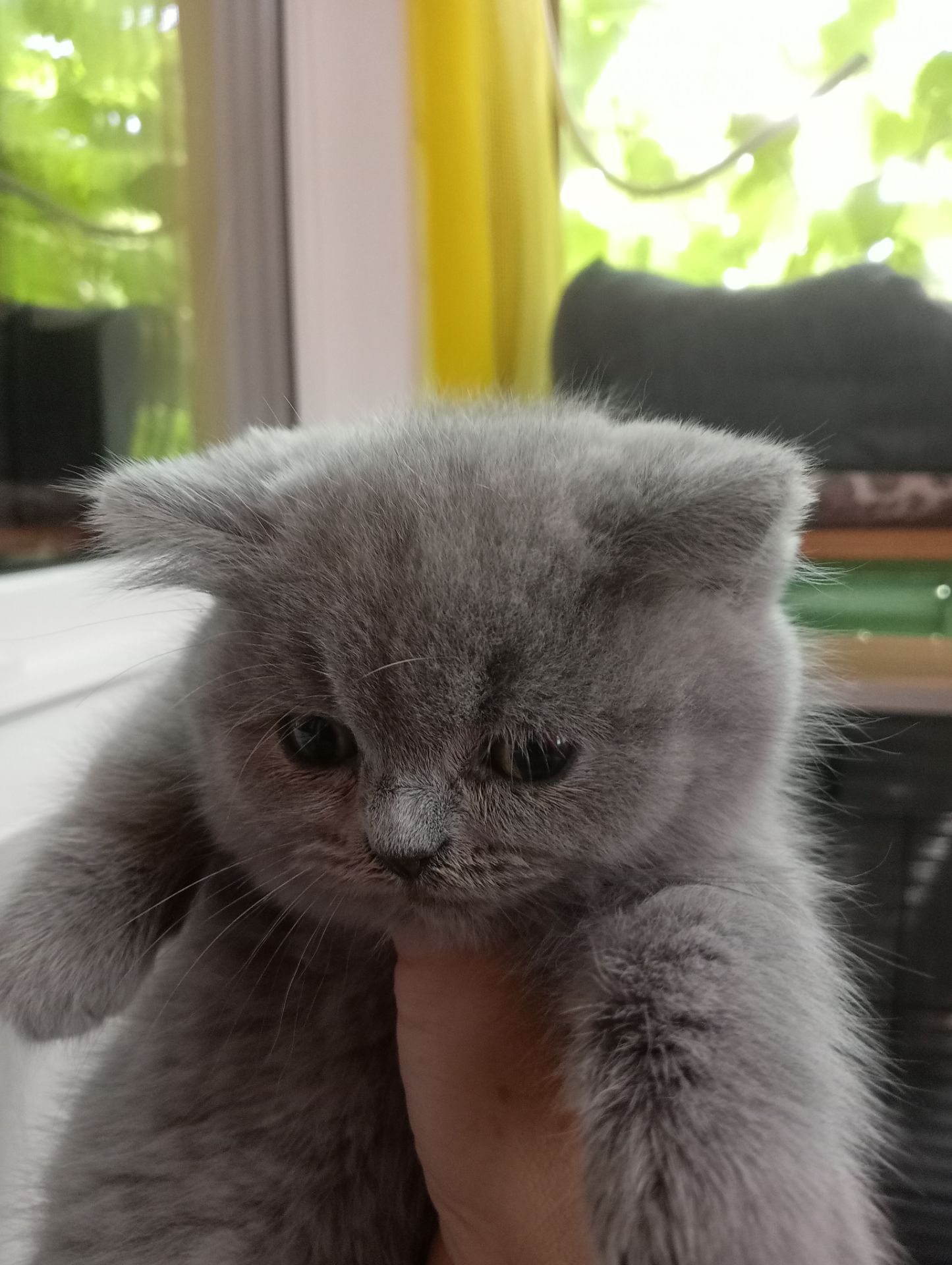 Британские котята