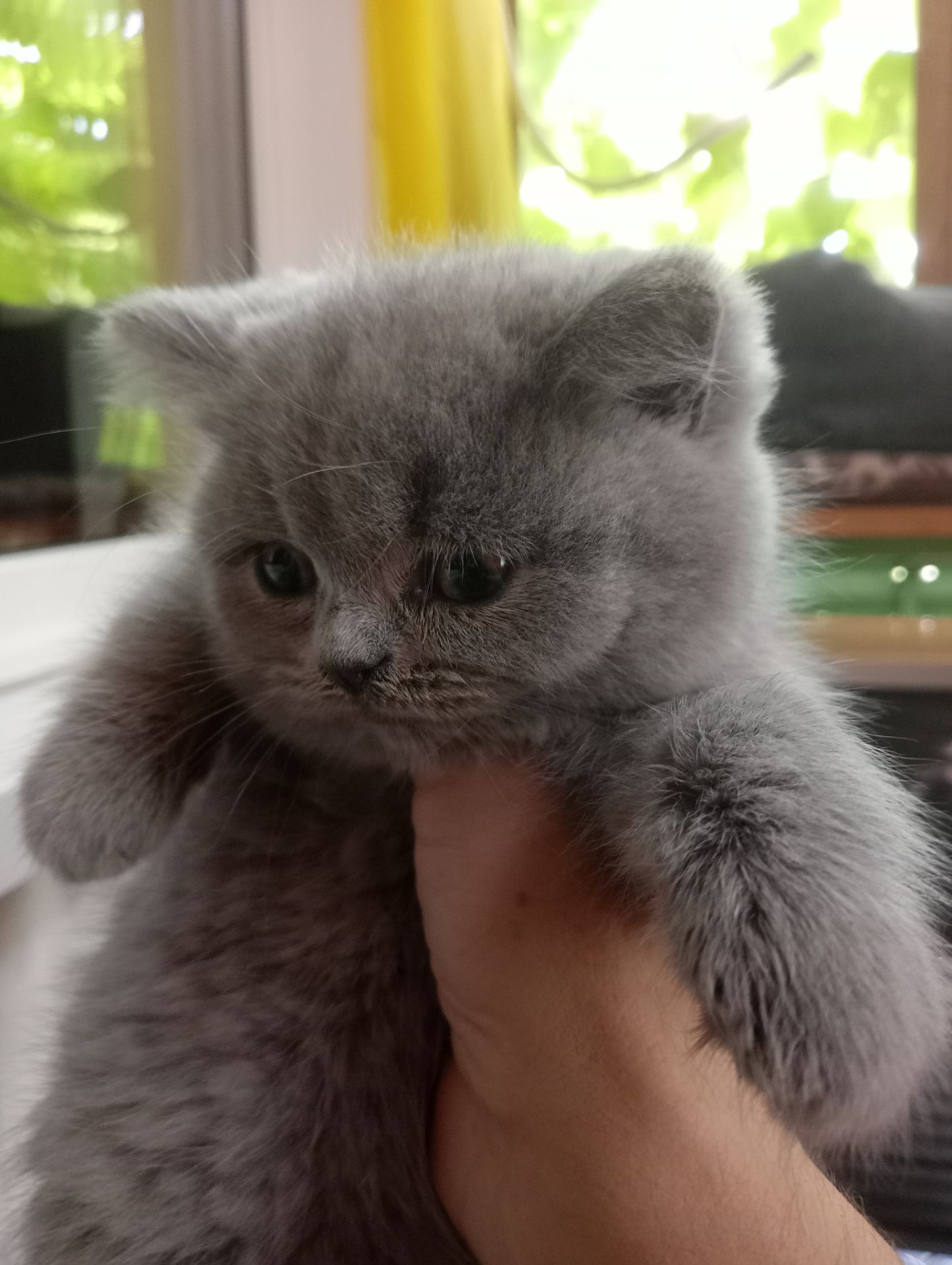 Британские котята